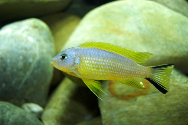 Maylandia sp. 'daktari' Chiwindi